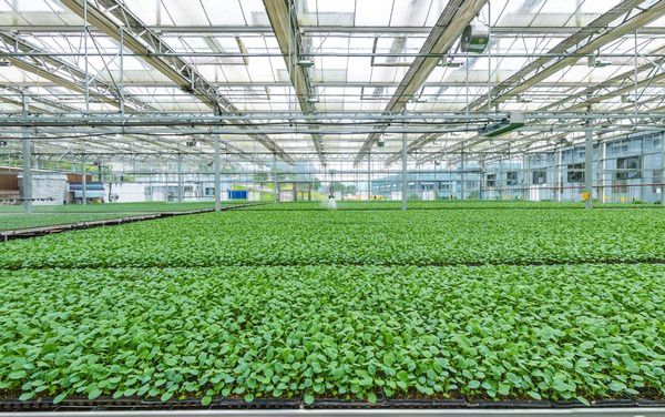 貴陽(yáng):提升種業(yè)發(fā)展 保障&ldquo;飯碗&rdquo;安全