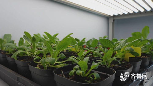 德州天衢新區(qū) 南方訂單接踵而至 種業(yè)銷售喜迎 開(kāi)門(mén)紅