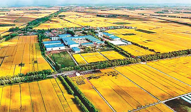 看稻田里蛙鳴魚(yú)躍蝦蟹同游