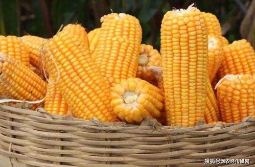 登海種業(yè)扭轉(zhuǎn)業(yè)績(jī)頹勢(shì) 玉米種業(yè)格局仍存變數(shù)