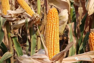 富吉泰種業在行動 黃淮海首場豫單9953夏播籽粒機收千人大會在新鄉輝縣成功舉行