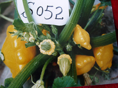 金飛碟-西葫蘆種子,酒泉市三禾種業(yè)有限責(zé)任公司, 中國(guó)蔬菜網(wǎng)產(chǎn)品庫(kù)