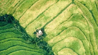 全球十大跨國(guó)種業(yè)巨頭將在第26屆農(nóng)高會(huì)楊凌國(guó)際種業(yè)創(chuàng)新論壇集中亮相