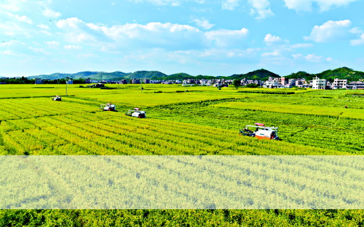 立法為加快廣東種業(yè)發(fā)展保駕護航