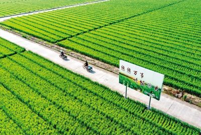 中國種業(yè)翻身仗 仍需突破的三大關鍵關隘