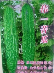 優(yōu)質苦瓜種子批發(fā)指南 壽光宇豐種業(yè)的產(chǎn)品與服務