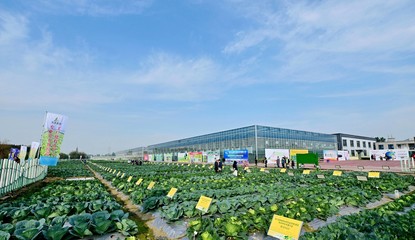 菜博會(huì)揭幕，中國(guó)南方蔬菜種業(yè)創(chuàng)新中心亮相，引領(lǐng)“菜立方”時(shí)代